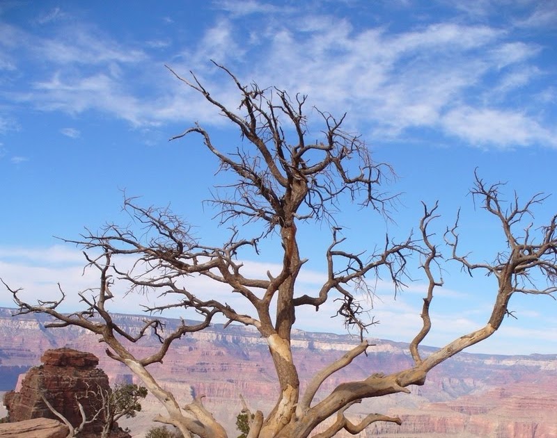 ಸ್ಟೇಟಸ್ ಕತೆಗಳು (ಭಾಗ ೧೬೪೪) - ಮರ