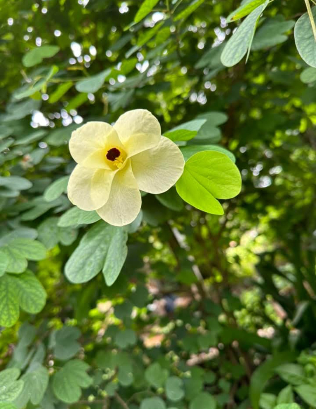 ನಿಷ್ಪಾಪಿ ಸಸ್ಯಗಳು (ಭಾಗ ೧೪೪) - ಹಳದಿ ಮಂದಾರ