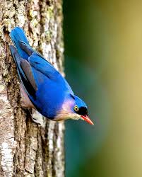 ಮಕ್ಮಲ್ ನೆತ್ತಿಯ ಮರ ಗುಬ್ಬಿ