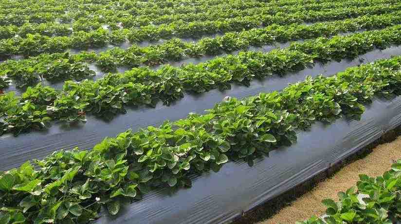 ಪಾಲಿಥೀನ್ ಮಲ್ಚಿಂಗ್ - ಅಧಿಕ ಇಳುವರಿಗೆ ಸಹಾಯಕ