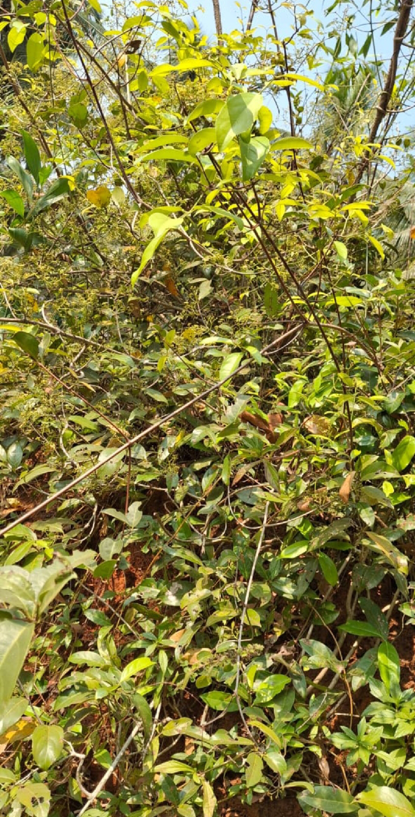 ನಿಷ್ಪಾಪಿ ಸಸ್ಯಗಳು (ಭಾಗ ೧೩೮) - ಮಾದೆರ್ ಬಳ್ಳಿ  