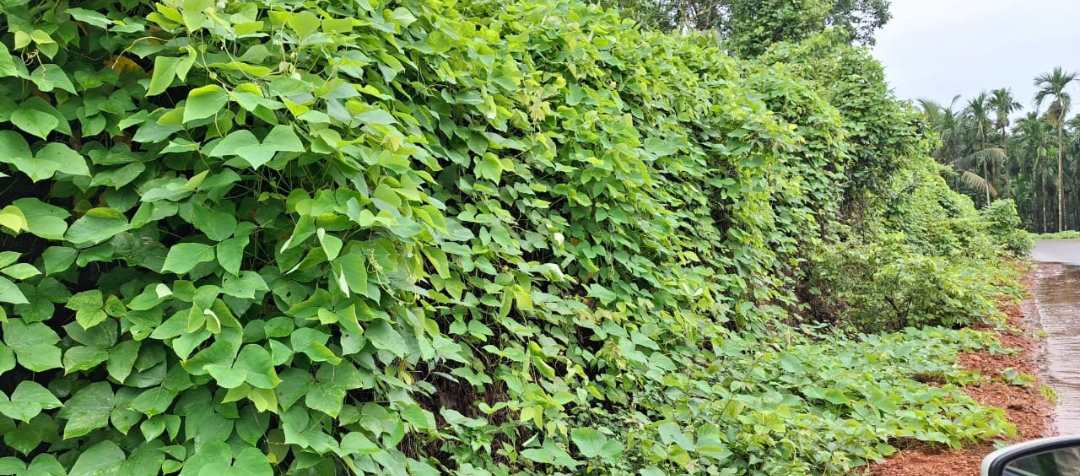 ನಿಷ್ಪಾಪಿ ಸಸ್ಯಗಳು (ಭಾಗ ೧೦೯ )- ಮುಕುನಾ  