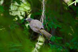 ಮೂಕ ಹಕ್ಕಿಯ ರೋಧನೆ