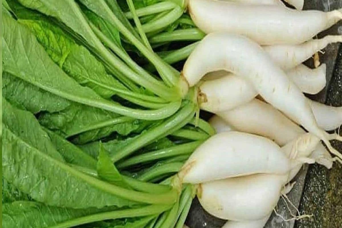 ಮೂಲಂಗಿ ಸೇವನೆಯ ಲಾಭಗಳು