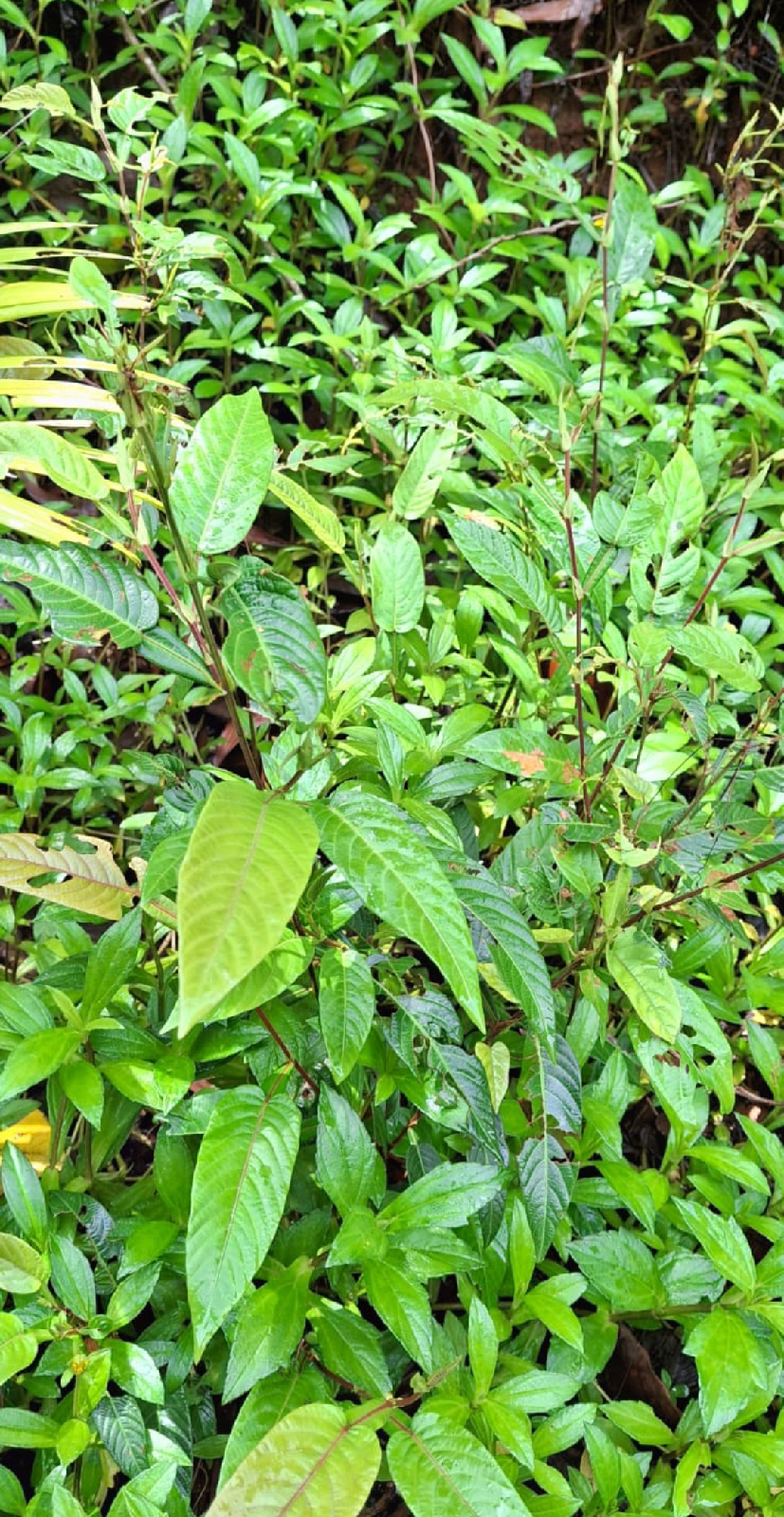 ನಿಷ್ಪಾಪಿ ಸಸ್ಯಗಳು (ಭಾಗ ೧೦೭) - ಮೊಲದ ಗಿಡ