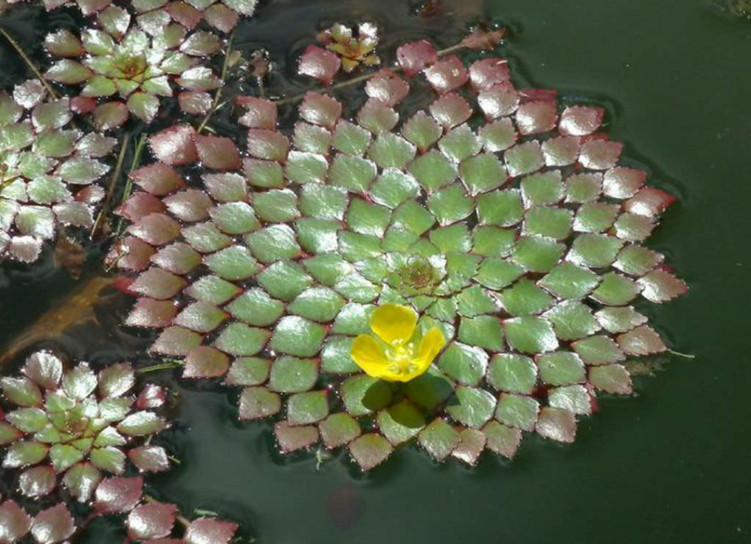 ನಿಷ್ಪಾಪಿ ಸಸ್ಯಗಳು (ಭಾಗ ೧೪೫) - ಮೊಸಾಯಿಕ್ ಸಸ್ಯ