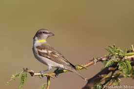 ಹಳದಿ ಕತ್ತಿನ ಗುಬ್ಬಚ್ಚಿ