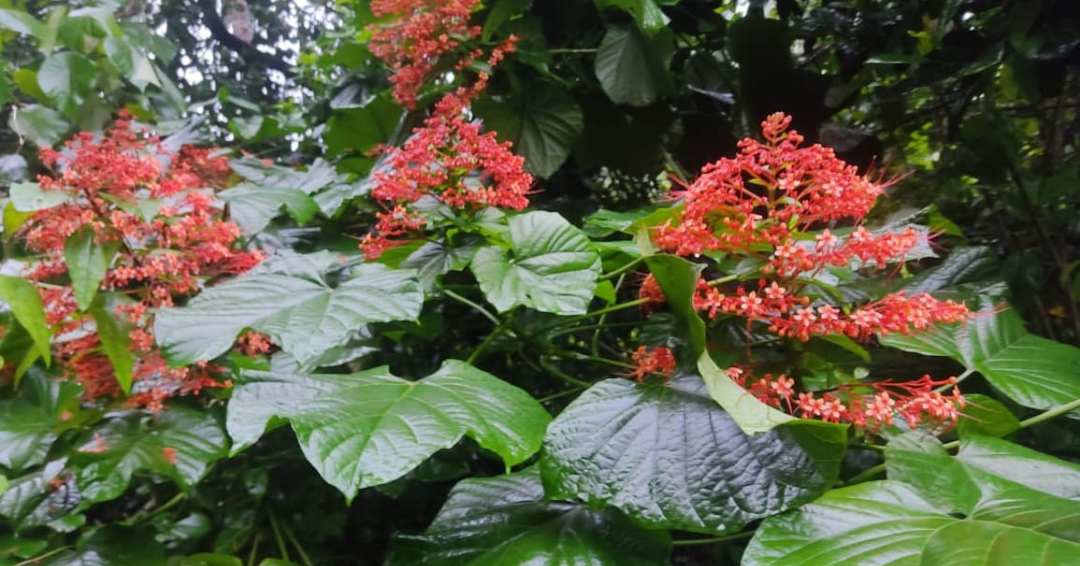 ನಿಷ್ಪಾಪಿ ಸಸ್ಯಗಳು (ಭಾಗ ೫೧) - ರಥ ಪುಷ್ಪ