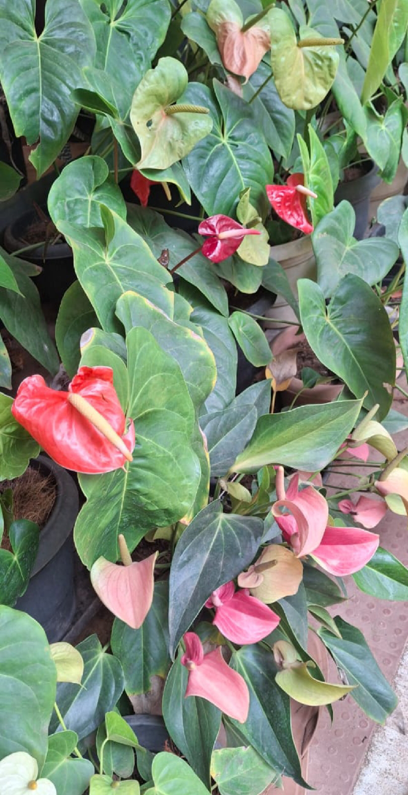 ನಿಷ್ಪಾಪಿ ಸಸ್ಯಗಳು (ಭಾಗ ೧೦೧) - ಅಂಥೂರಿಯಂ ಗಿಡ