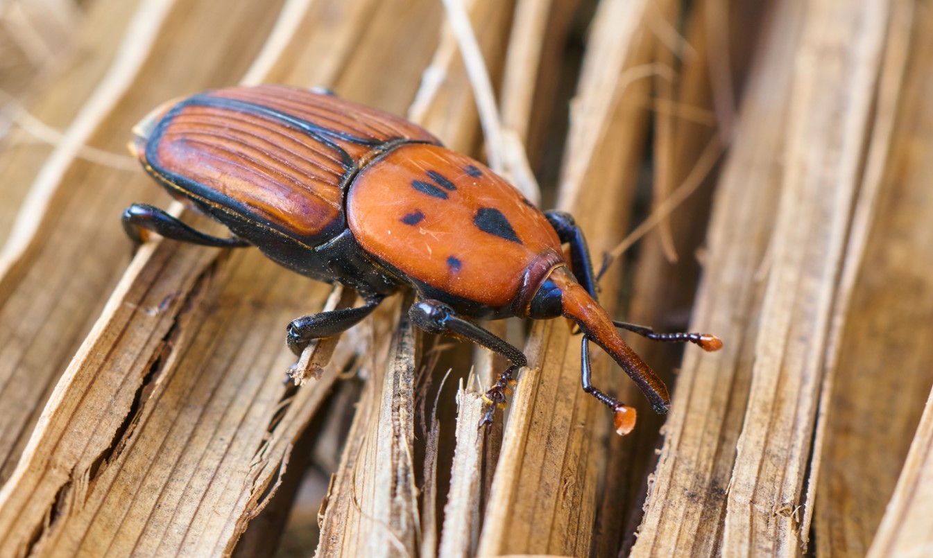 ಕೆಂಪು ಮೂತಿ ಹುಳ- ಹಾನಿಯ ಚಿನ್ಹೆ ಮತ್ತು ಪತ್ತೆ