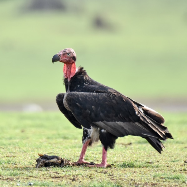 ಕೆಂದಲೆ ರಣಹದ್ದಿನ ರೋಚಕ ಪ್ರಪಂಚ !