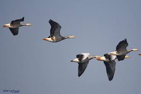 ಎರಡು ಮಕ್ಕಳ ಕಥೆಗಳು