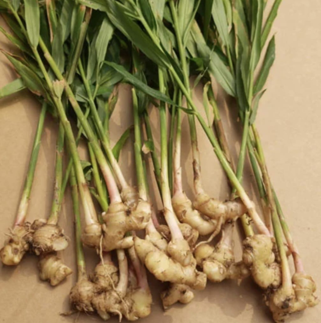 ನಿಷ್ಪಾಪಿ ಸಸ್ಯಗಳು (ಭಾಗ ೧೩೫) - ಶುಂಠಿ ಗಿಡ