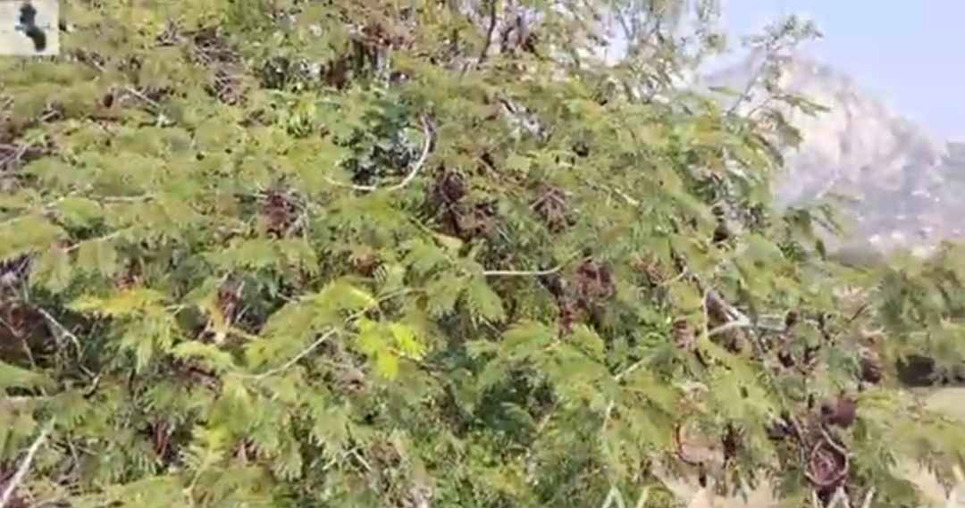 ನಿಷ್ಪಾಪಿ ಸಸ್ಯಗಳು (ಭಾಗ ೧೧೧) - ಸೀಗೆಕಾಯಿ 