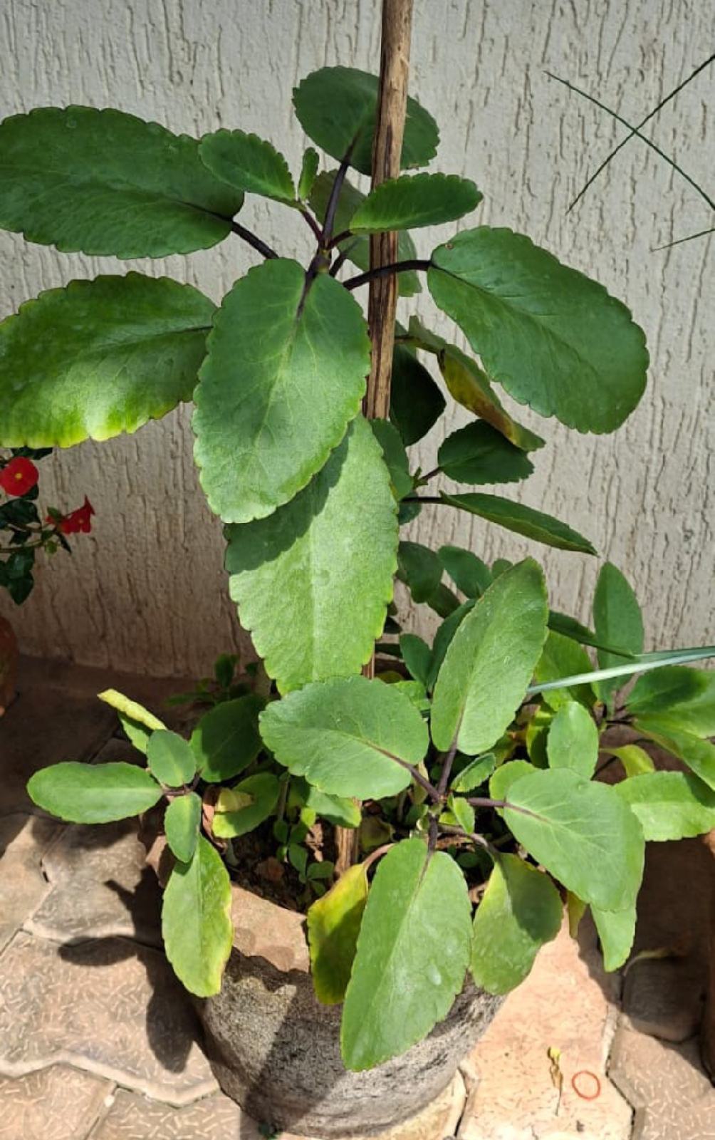 ನಿಷ್ಪಾಪಿ ಸಸ್ಯಗಳು (ಭಾಗ ೧೨೫) - ಕಾಡು ಬಸಳೆ ಸಸ್ಯ