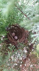 ಸ್ಟೇಟಸ್ ಕತೆಗಳು (ಭಾಗ ೧೬೧೩) - ಗೂಡು