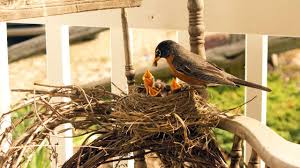 ಸ್ಟೇಟಸ್ ಕತೆಗಳು (ಭಾಗ ೧೫೧೯) - ಹಕ್ಕಿ