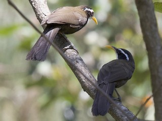ಕುಡುಗೊಕ್ಕು ಹರಟೆ ಮಲ್ಲ ಹಕ್ಕಿ