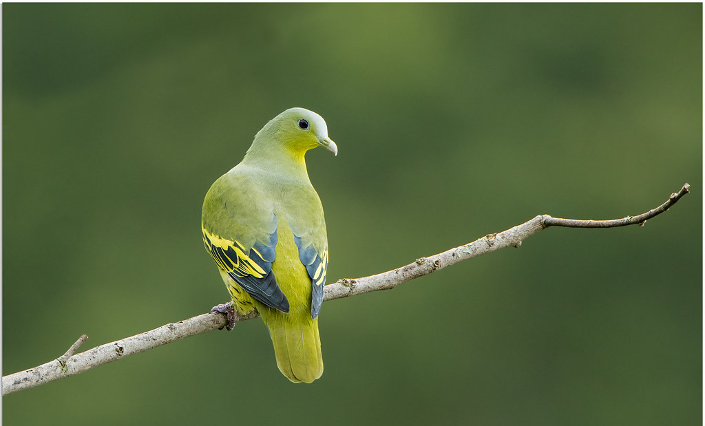 ಮರದಲ್ಲಿ ಅಡಗಿದ ಹಸಿರು ಪಾರಿವಾಳ