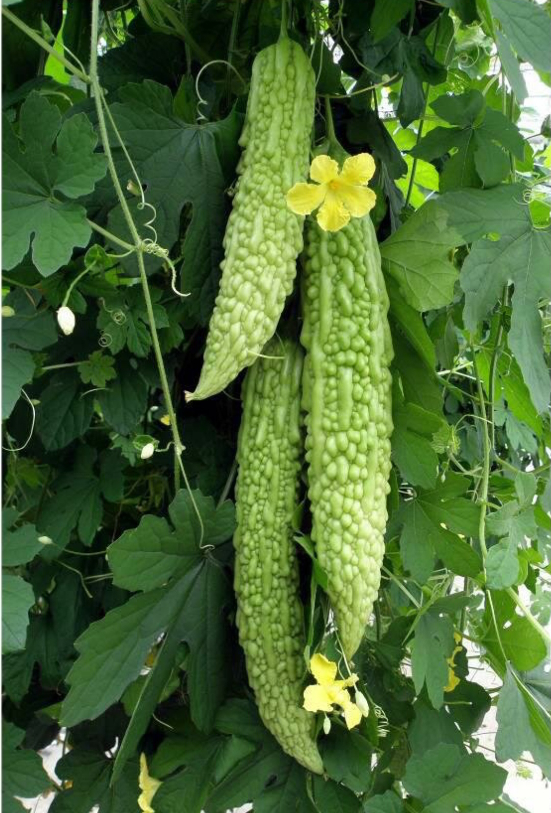 ನಿಷ್ಪಾಪಿ ಸಸ್ಯಗಳು (ಭಾಗ ೧೧೯) - ಹಾಗಲಕಾಯಿ 