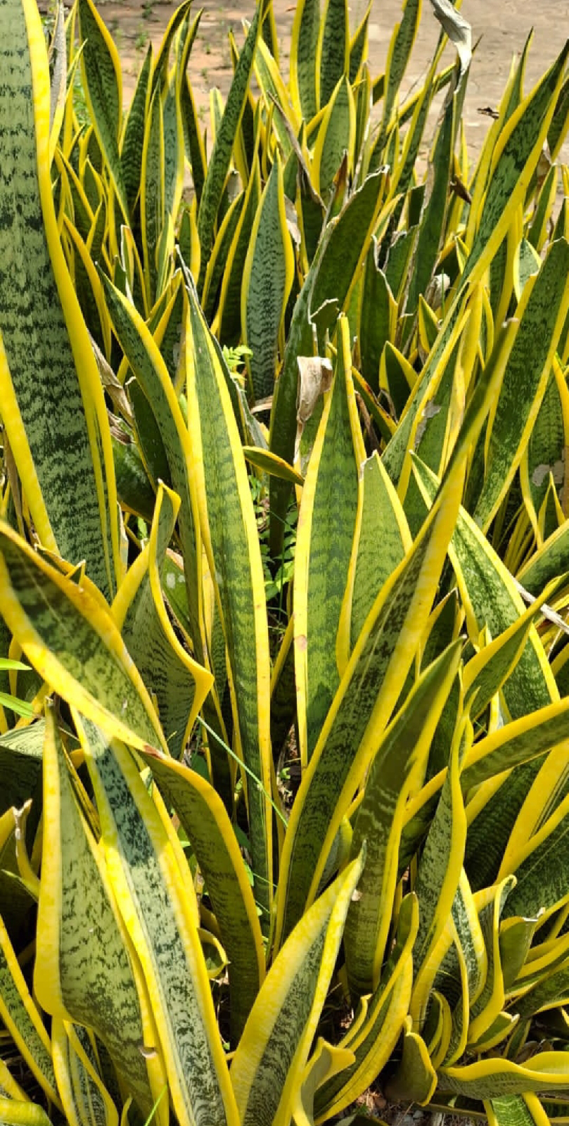 ನಿಷ್ಪಾಪಿ ಸಸ್ಯಗಳು (ಭಾಗ ೧೦೨) - ಹಾವಿನ ಗಿಡ