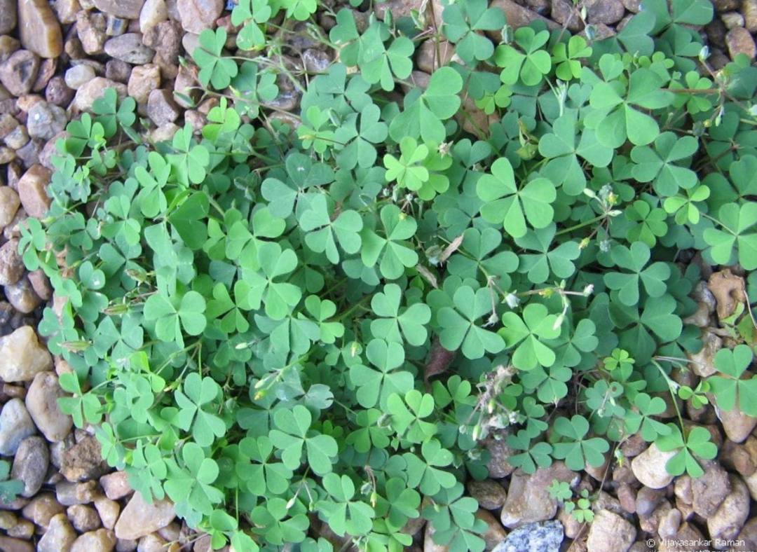 ನಿಷ್ಪಾಪಿ ಸಸ್ಯಗಳು (ಭಾಗ ೧೩೨) - ಹುಳಿ ಸೊಪ್ಪು