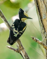 ಚುಕ್ಕೆ ಮರಕುಟುಗ ಹಕ್ಕಿ