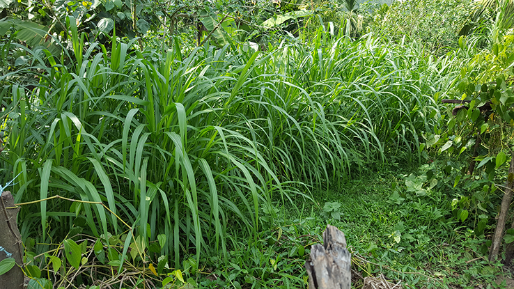 ಆಡುವ  ಕೈಗಳು ಮಾಡಿದ ತೋಟ (ಭಾಗ – 2)