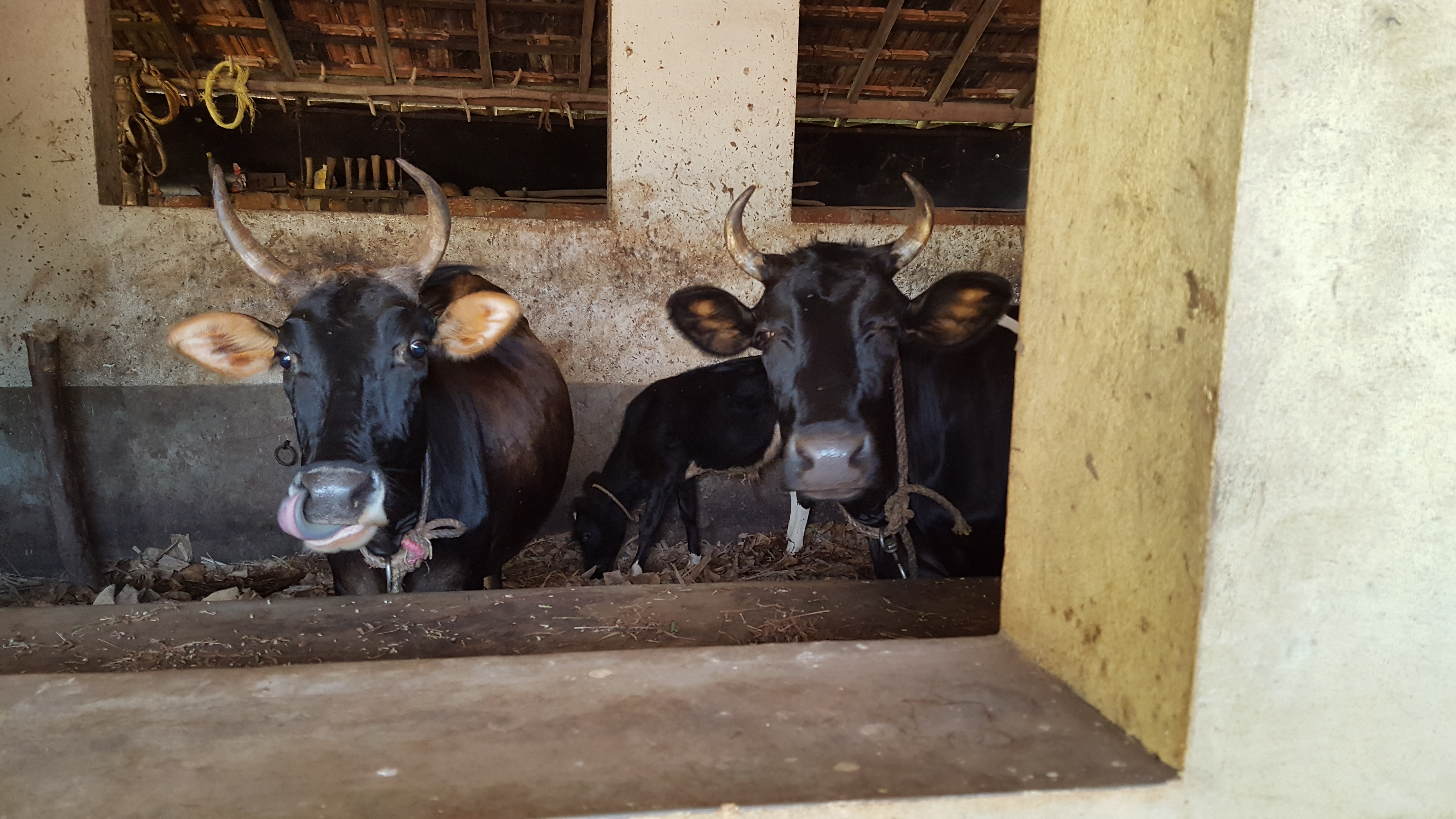 ಆಡುವ  ಕೈಗಳು ಮಾಡಿದ ತೋಟ (ಭಾಗ 1)