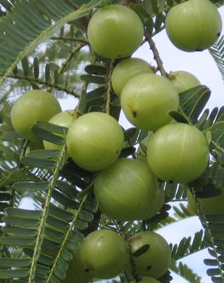 ಮಲೆನಾಡಿನಲ್ಲೀಗ "ನೆಲ್ಲಿ ಬರ"