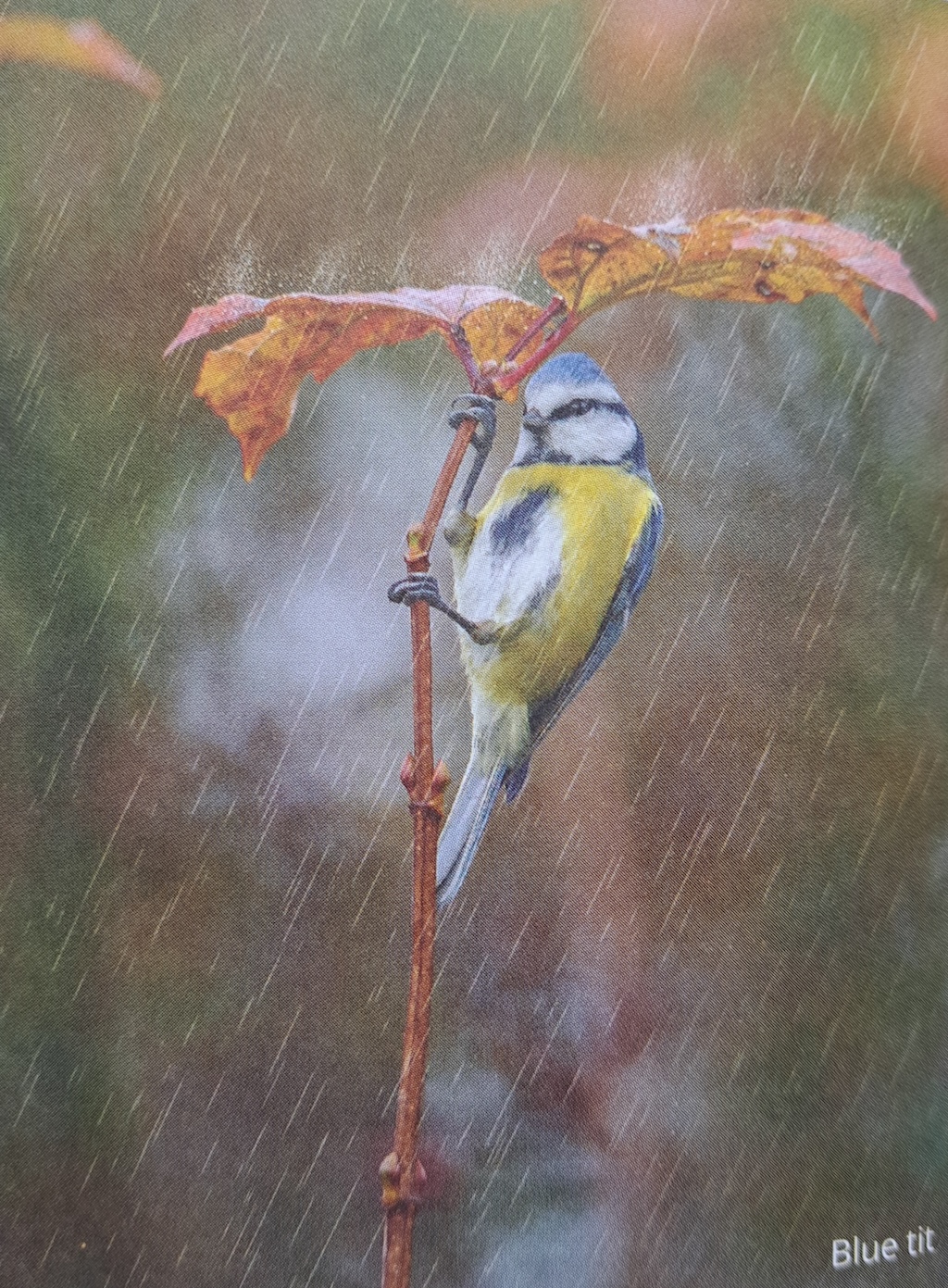 ಮಳೆ ಸುರಿಯುವಾಗ ಹಕ್ಕಿಗಳು ಎಲ್ಲಿಗೆ ಹೋಗುತ್ತವೆ?