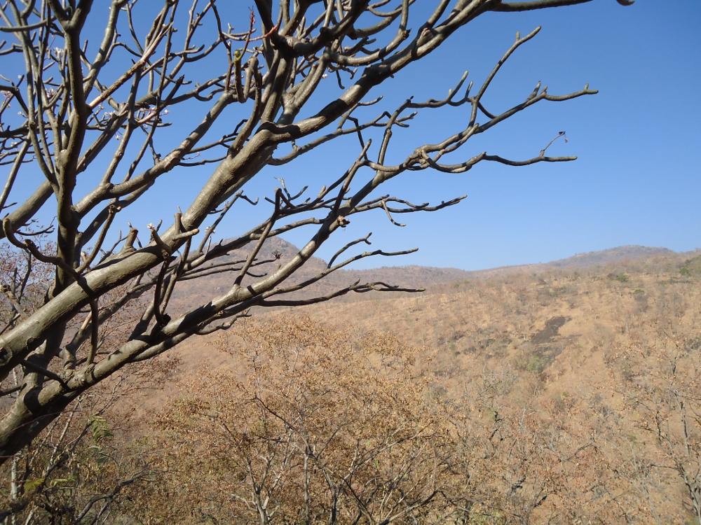 ಏಕಾಂಗಿ ಮನಸು ಮತ್ತು ಅವಳ ಕನಸು 