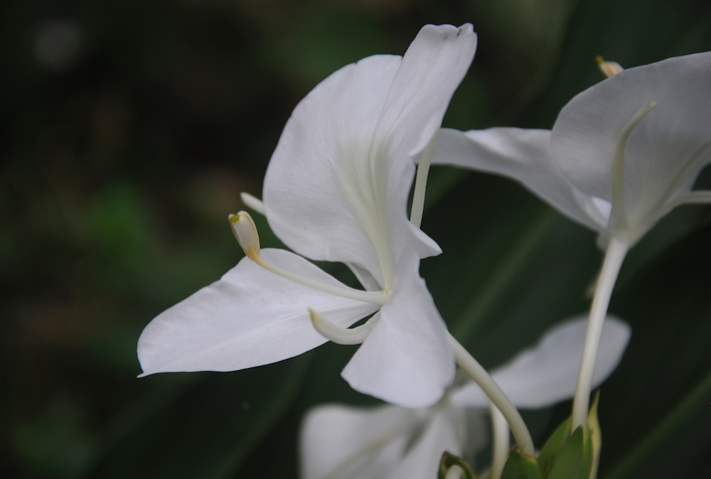 ಸುಗಂಧಿ ಹೂ‍