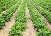 ಬೀಜಗಣಿತದ ಆಟ (2): ತೋಟದಲ್ಲಿ ನಡೆಯುವ ದೂರ 