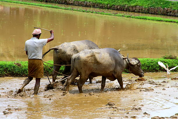 ಎಂಬತ್ತರ ಕೊಯ್ಲಿನ ಕಾಳುಗಳು: ಕೃಷಿ ಬದುಕು (ಭಾಗ 2): ಭತ್ತದ ಕೃಷಿ