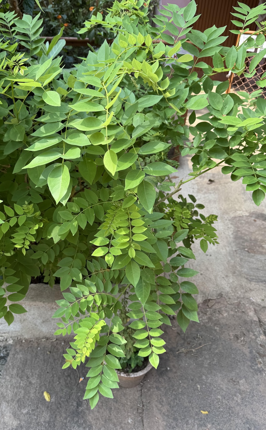 ಎಂಬತ್ತರ ಕೊಯ್ಲಿನ ಕಾಳುಗಳು: ಕೃಷಿ ಬದುಕು (ಭಾಗ 5): ಹಸುರೆಲೆ ಗೊಬ್ಬರಕ್ಕಾಗಿ ಗ್ಲಿರಿಸಿಡಿಯಾ