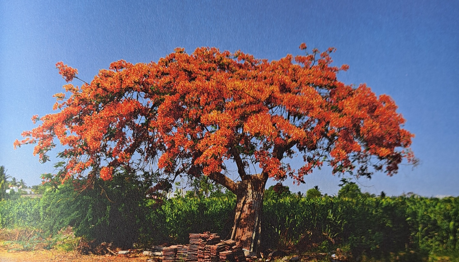 ಗುಲ್ ಮೊಹರ್ ಮರ - “ಕಾಡಿನ ಬೆಂಕಿ” ಬೆರಗು