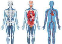 ಮಾನವ ಶರೀರ ಎಂಬ ಅದ್ಭುತ ಜೀವಂತ ಯಂತ್ರ (ಭಾಗ 1) 