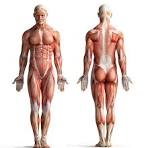 ಮಾನವ ಶರೀರ ಎಂಬ ಅದ್ಭುತ ಜೀವಂತ ಯಂತ್ರ (ಭಾಗ 2) 