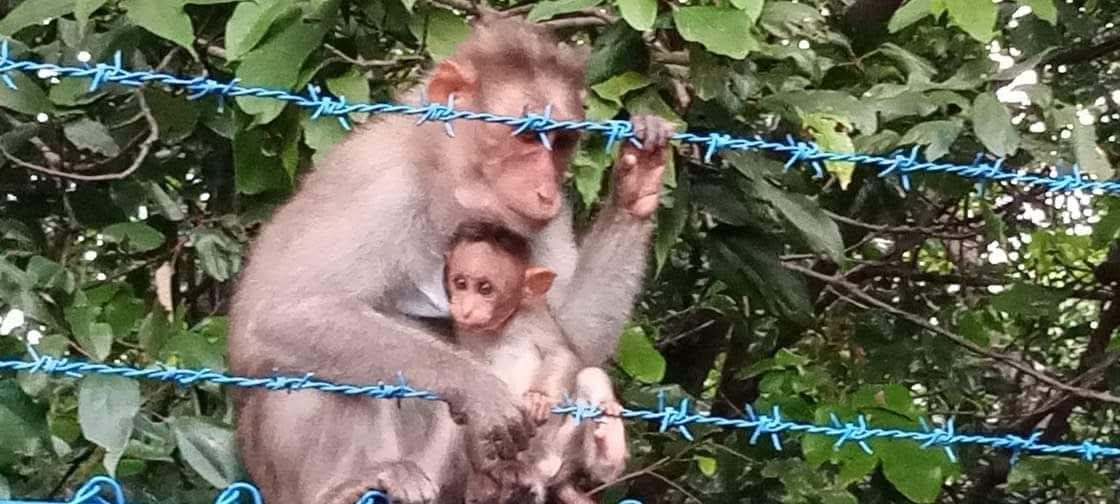 ಮನುಜನೂ ಕಪಿಯಂತೆ !