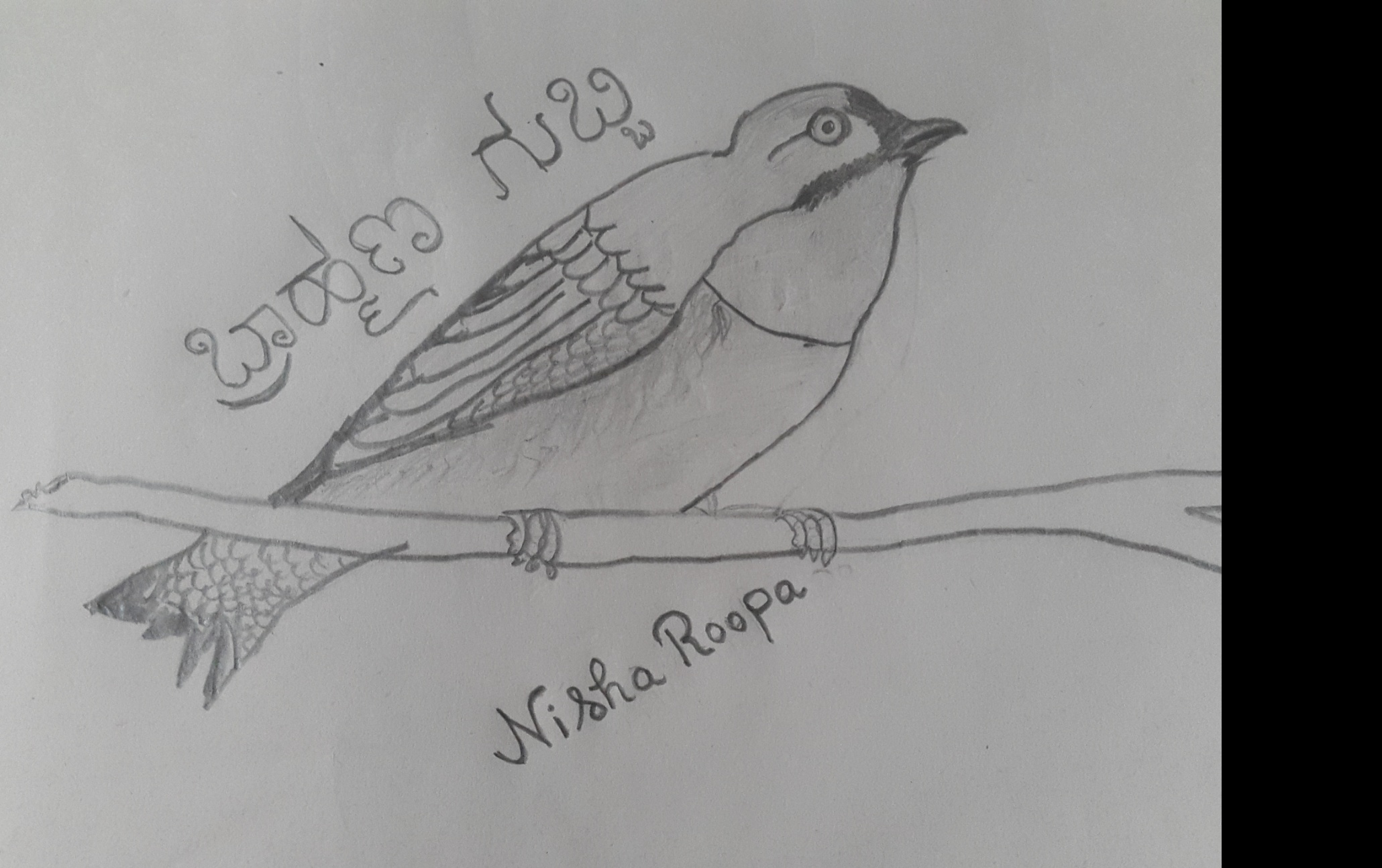 ಬ್ರಾಹ್ಮಣ ಗುಬ್ಬಿ.