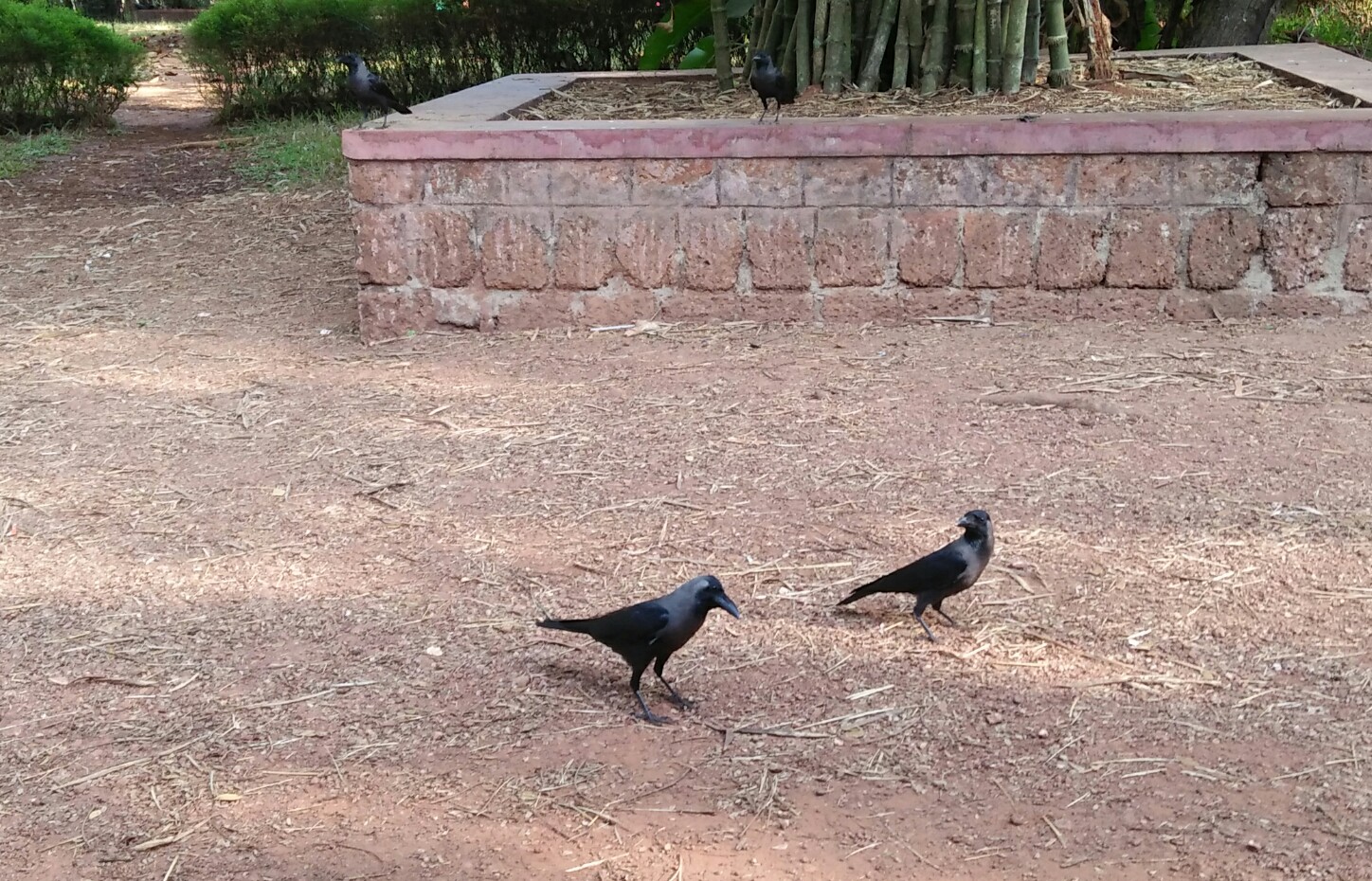 ಹದಗೆಟ್ಟ ಪರಿಸರದಿಂದ ಅಪರೂಪವಾಗುತ್ತಿರುವ ಕಾಗೆಗಳು