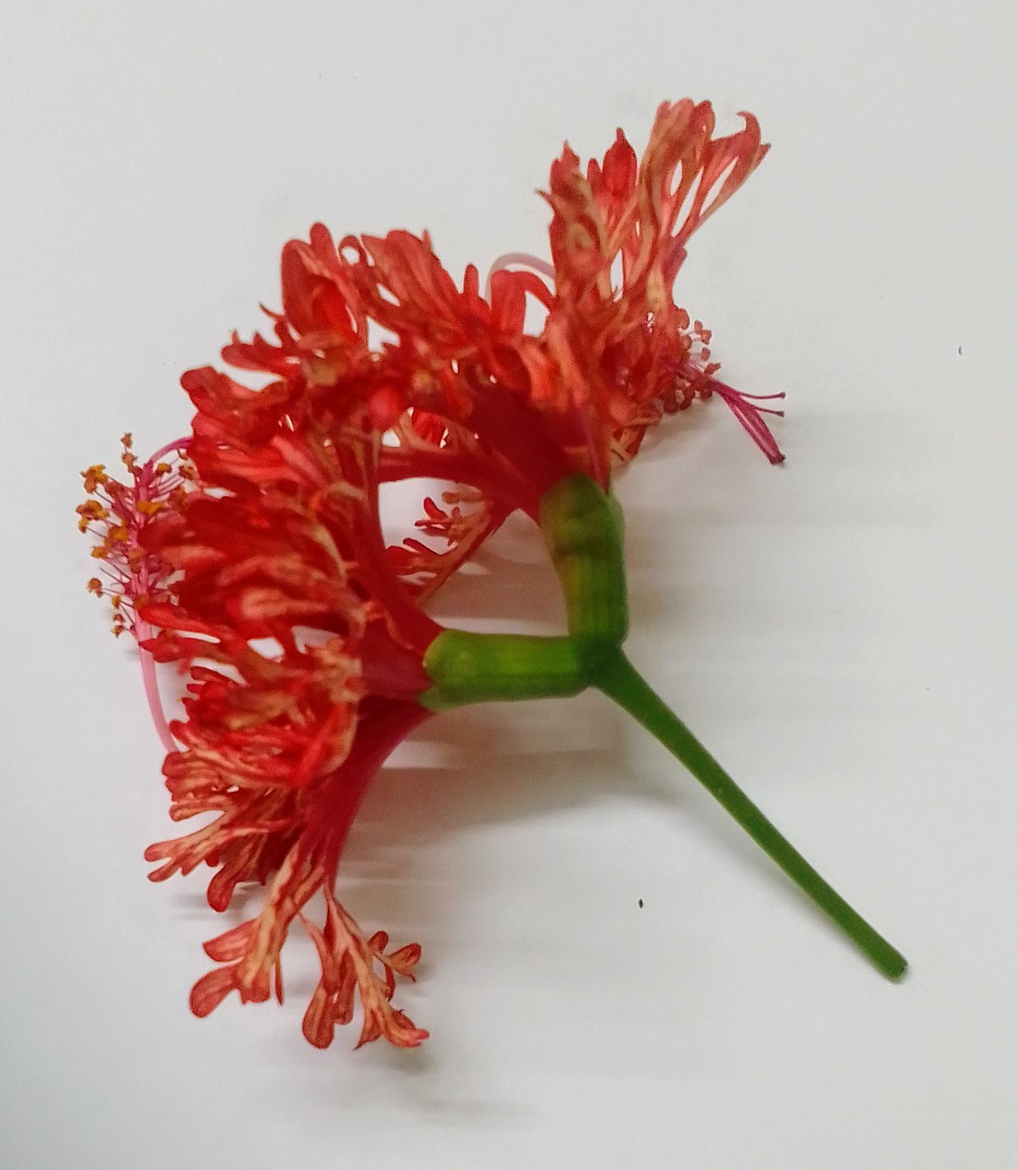 ಒಂದೇ ತೊಟ್ಟಿನಲ್ಲಿ ಅರಳಿದ ಎರಡು ಹೂವುಗಳು !