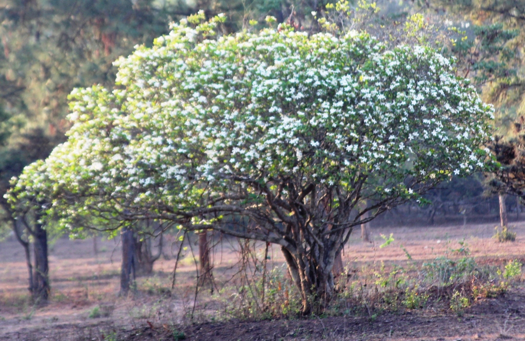 ವಸಂತ    - ಲಕ್ಷ್ಮೀಕಾಂತ ಇಟ್ನಾಳ