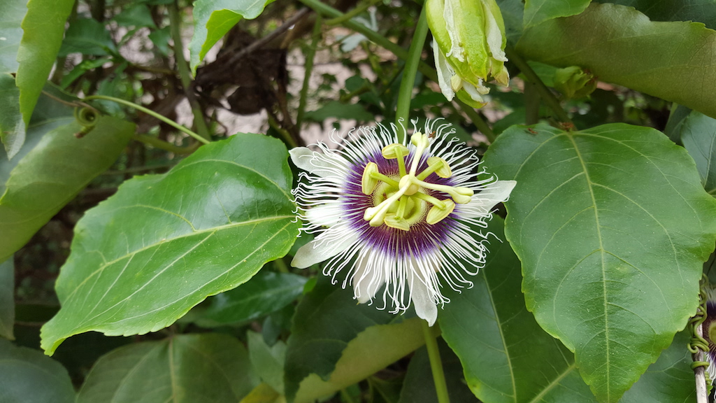 ಕಗ್ಗ ದರ್ಶನ – 11 (2)