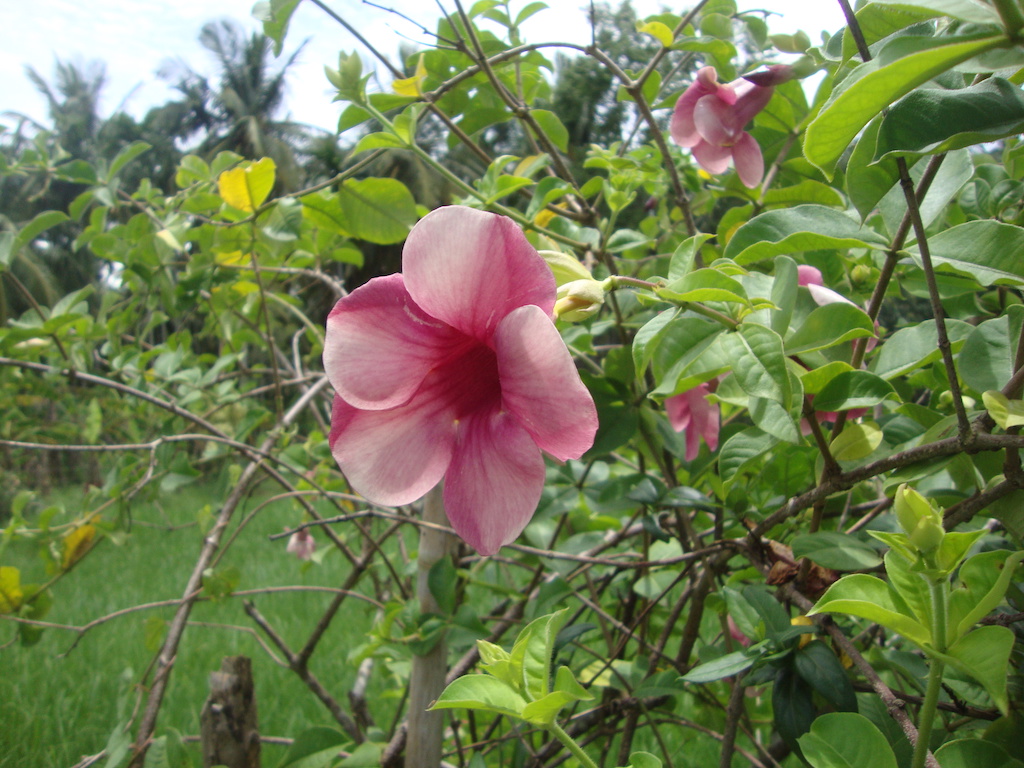 ಕಗ್ಗ ದರ್ಶನ – 12 (1)