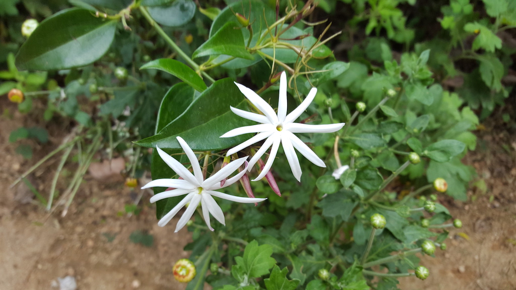 ಕಗ್ಗ ದರ್ಶನ – 12 (2)