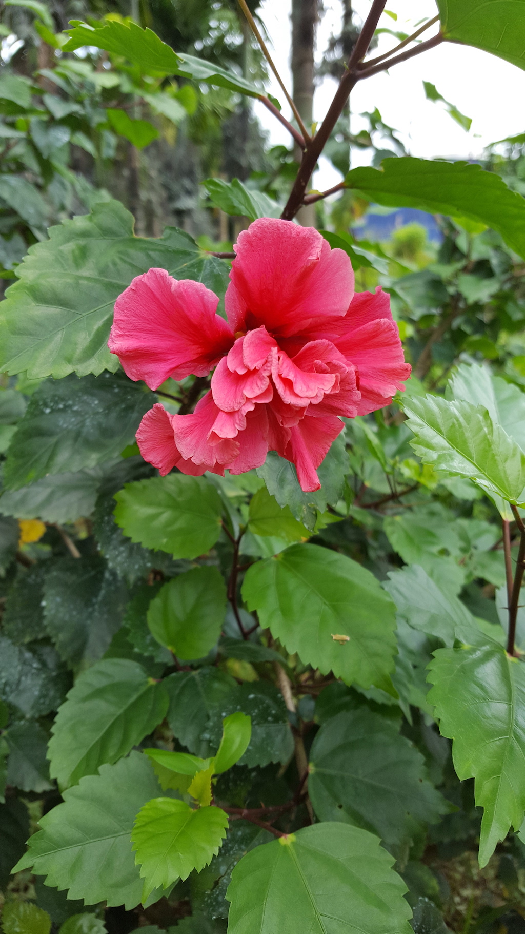 ಕಗ್ಗ ದರ್ಶನ – 15 (1)