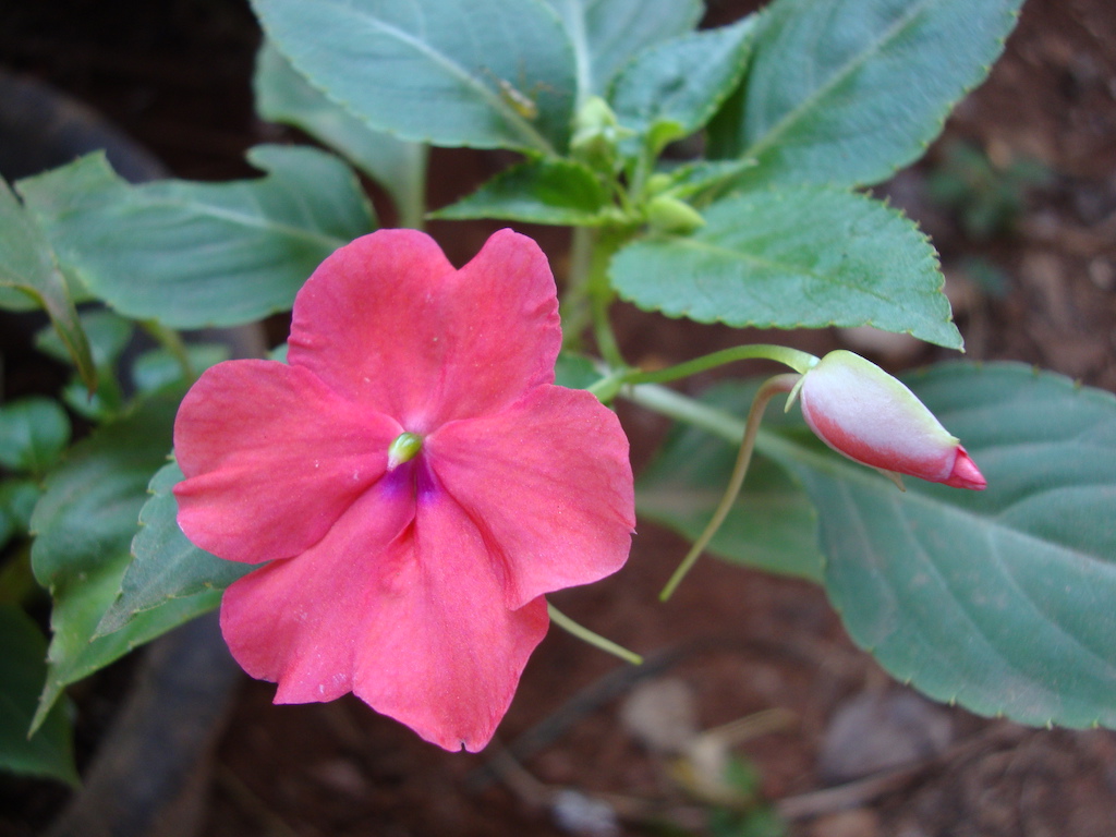 ಕಗ್ಗ ದರ್ಶನ – 18 (2)