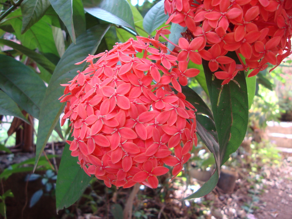 ಕಗ್ಗ ದರ್ಶನ – 19 (1)